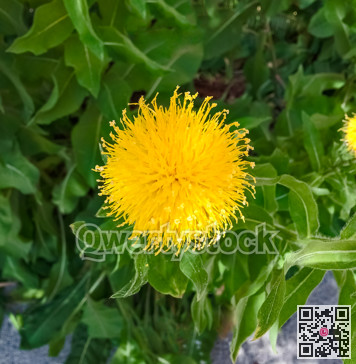 Bright yellow flower on green leaves background