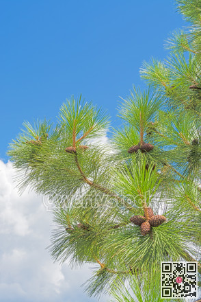 Pine cones on the branch on blue sky background