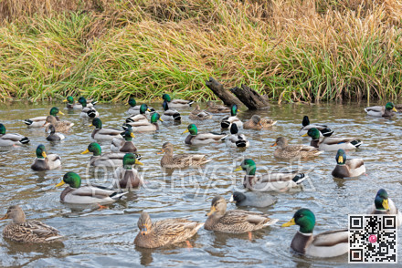 Flock of mallards in wild habitat. Ducks on the lake