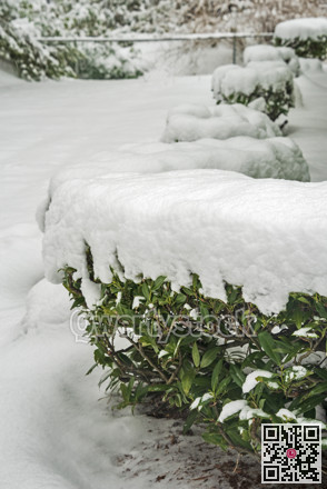 Row of green bushes covered in snow. Winter in Canada