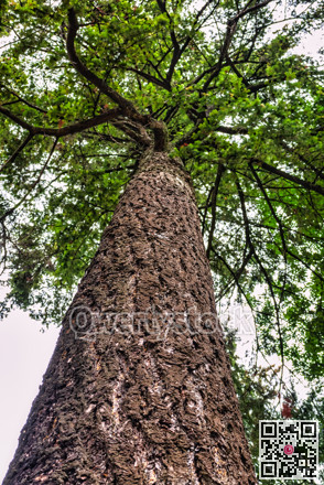 Pine tree cortex texture. Tree bole and foliage on overcast sky background