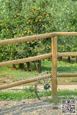 Decorative rusty old tracktor wheel at wooden fence of an orchard