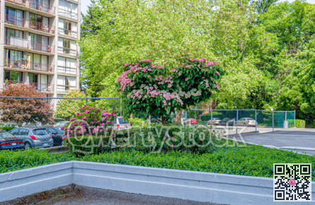 Blossoming tree on the flower bed. Sunny day of spring season in the city