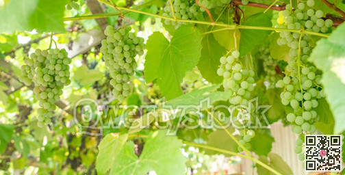 Fascicle of green grape growing among the leaves