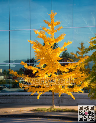 Golden yellow tree on glass wall backgfound