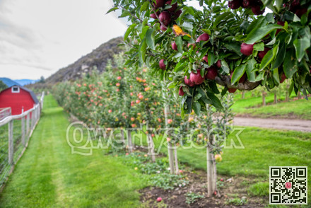 Ripe ruby-red apples among green leaves with farm field on blur background