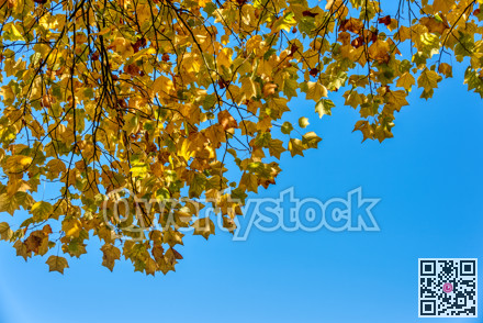 Yellow maple leaves of autumn season on blue sky background