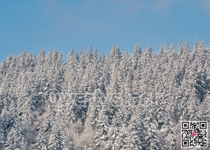 Winter forest on blue sky background. Trees in snow on bright sunny day