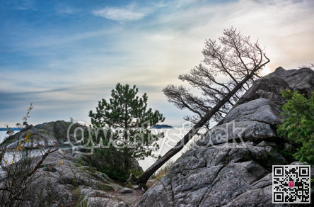 Ocean harbor view with old dry tree laying on the rock