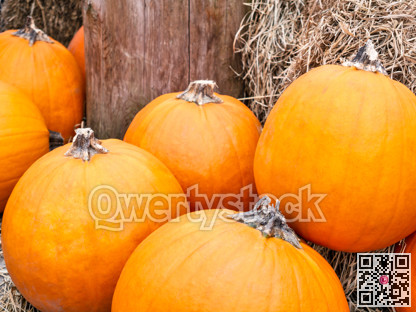 Autumn harvest of pumpkins on dry forage background