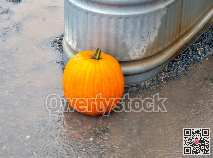 Ripe pumpking laying in a puddle under the rain