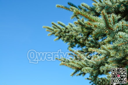 Pine tree branches on blue sky background