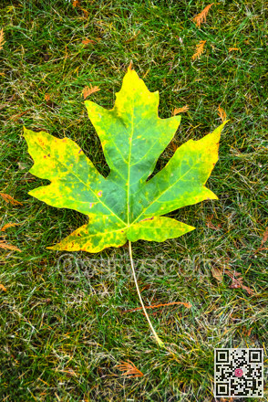 Green and yellow maple leaf on green grass background