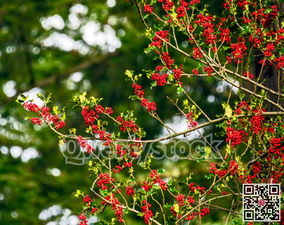 Red berries under the snow on Christmas time in Canada