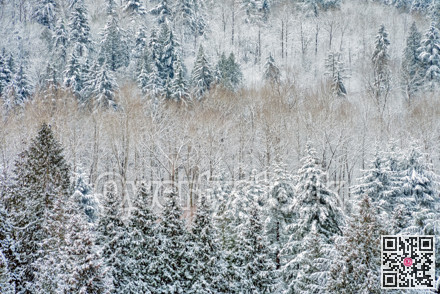 Forest trees on winter season covered with snow