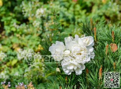 Blossoming white rose growing through a pine tree