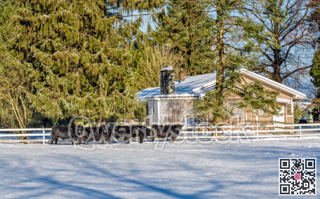 Live stock-farm on winter season with black cattle herd on the snow
