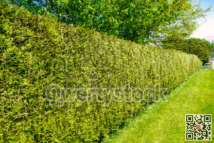 Long green hedgerow along a street in front of residential house