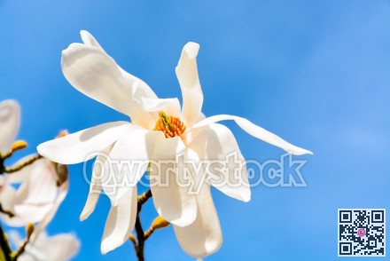 Blossoming white magnolia on blue sky background on sunny day