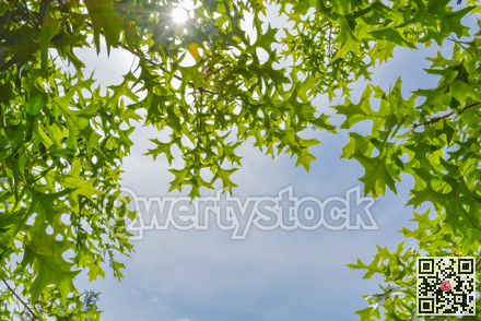 Sun shining through green leaves on blue sky background
