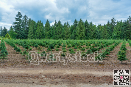Tree farm field with planting stock. Small pine trees at the road