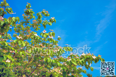 Blossoming tree branches on blue sky background