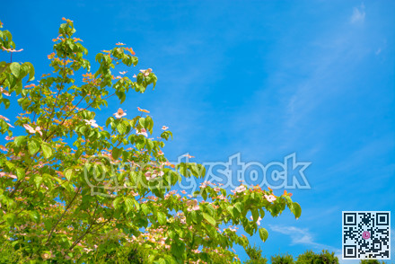 Blossoming tree branches on blue sky background