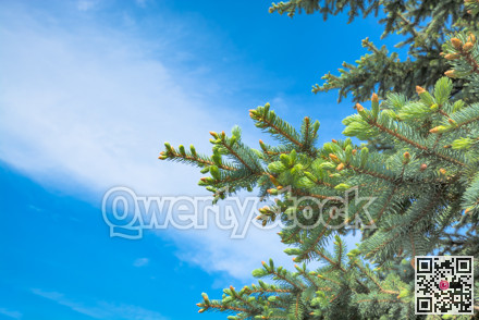 Blossoming pinetree branches on blue sky background