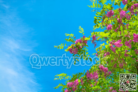 Blossoming tree branches on blue sky background