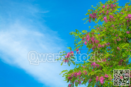 Blossoming tree branches on blue sky background