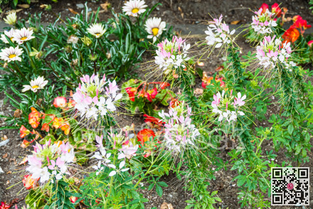 Beautiful decorative flowers blossoming on the ground
