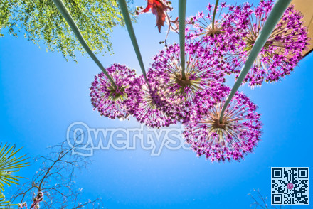 Blooming flowers of onion on bright sun and blue sky background