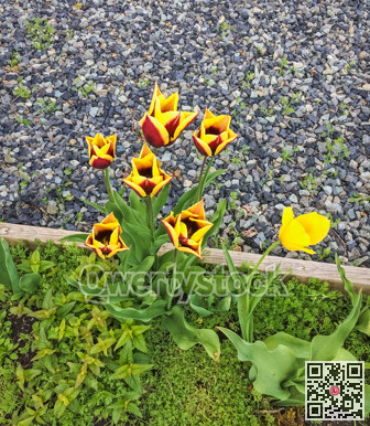 Blossoming yellow and red tulips growing in the flower bed