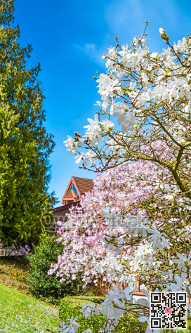 Blossoming magnolia tree in a city park on the spring
