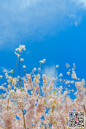 Blossoming cherry tree branches on blue sky background
