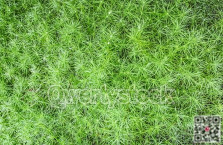 Decorative natural green grass leaves texture background