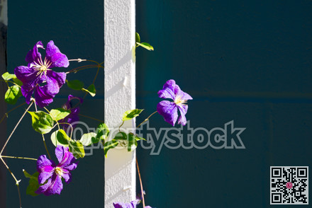 Blossoming violet flowers on painted wall background