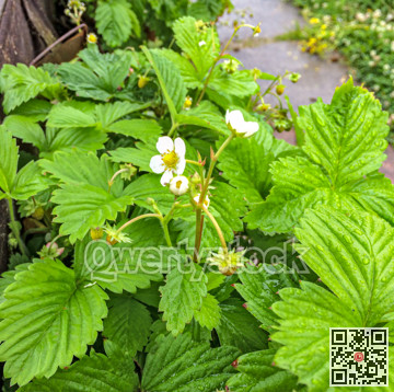 Strawberry bush with white flowers and green berries.