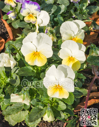 Blossoming flowers of white Viola on green leaves background