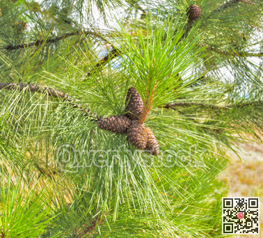 Pine cones on the branch among green leaves