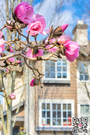 Blossoming magnolia tree on residential townhouse background