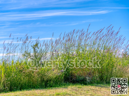 Summer sunlight shine over wild green grass on blue sky background